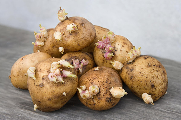 Gydomosios bulvių daigų savybės