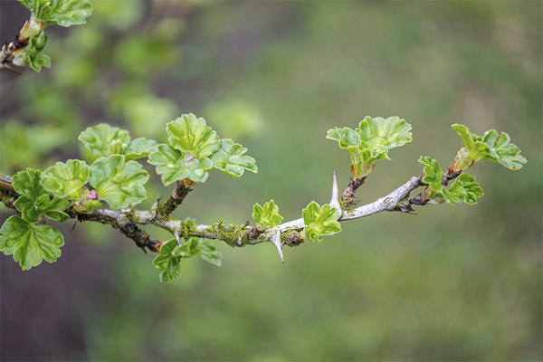Sifat berguna daun gooseberry