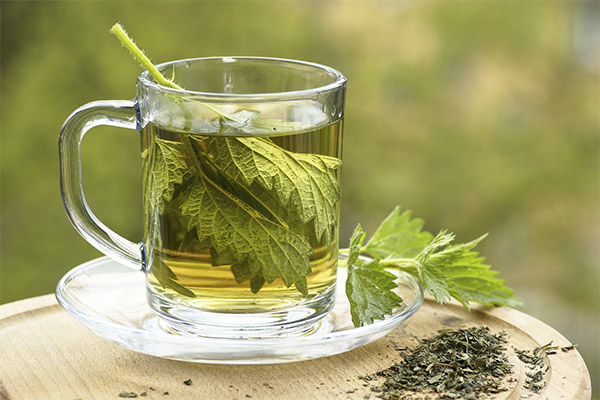 Fordelene og skadene ved brennesle te