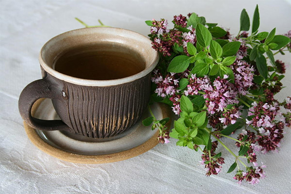 Výhody a poškození čaje s oreganem