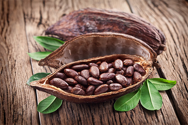Fördelarna och skadan med kakaobönor
