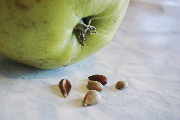 Prednosti i štete sjemenki jabuke