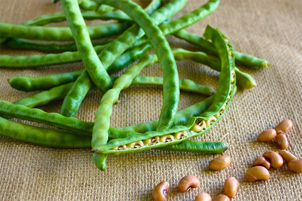 Výhody a poškození zelené fazole