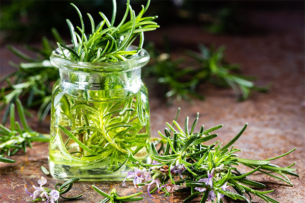 The use of rosemary in traditional medicine