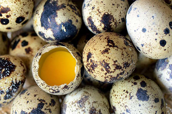Kontrola čerstvosti křepelčích vajec