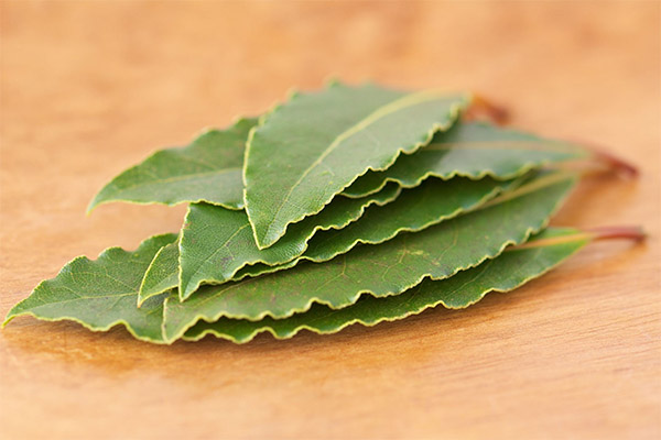 Traditional medicine recipes with bay leaf