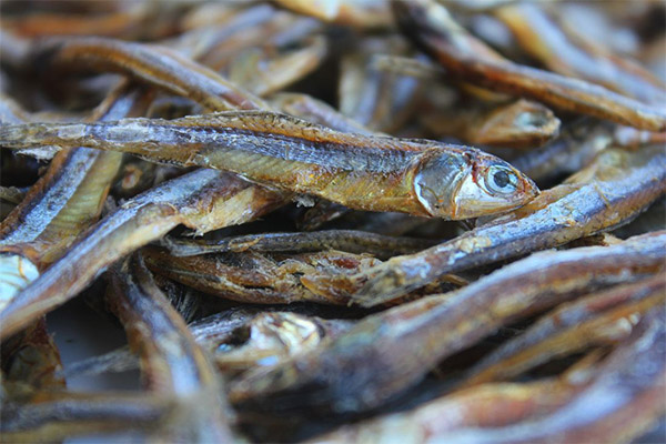 Sušené a sušené ryby v medicíne