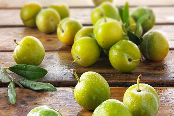 Kodėl žalioji vyšnių slyva yra naudinga