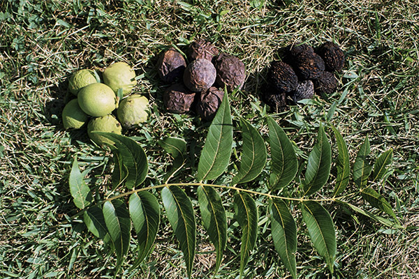 Jaké jsou výhody listů černého ořechu