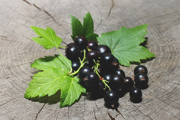 What is useful blackcurrant leaves