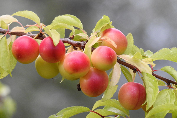 Interesting facts about cherry plum