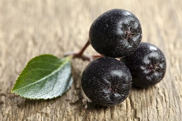 Érdekes tények a bogyós gyümölcsökről