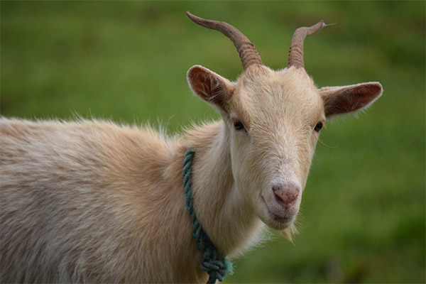 Интересни факти за козите