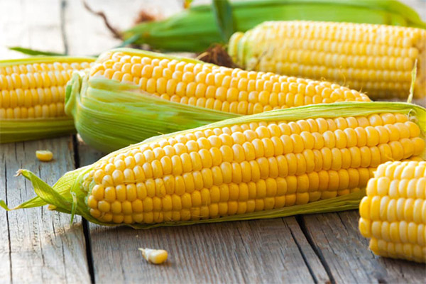Įdomūs faktai apie kukurūzus