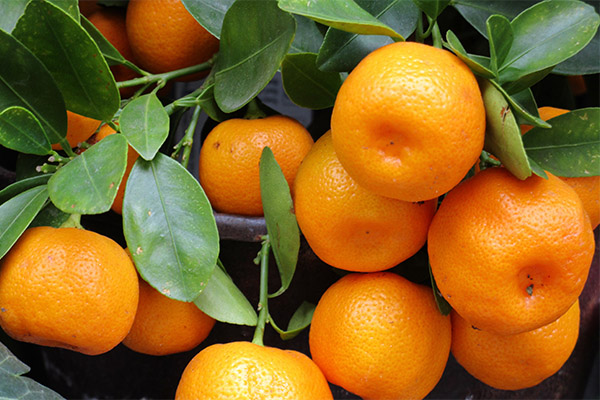 Zanimljive činjenice o mandarinama