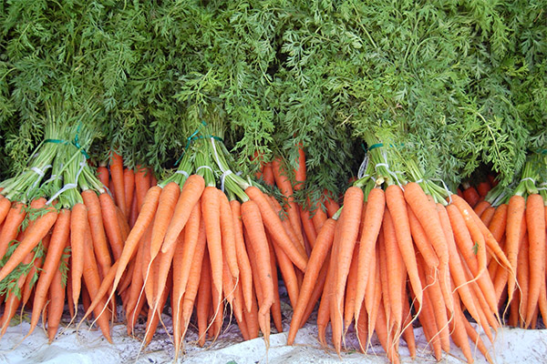 Fatos interessantes sobre cenouras