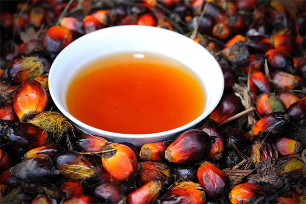 Zajímavá fakta o palmovém oleji
