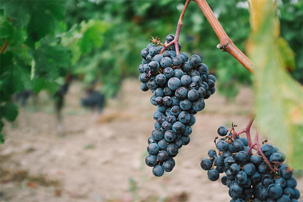 Įdomūs faktai apie vynuoges