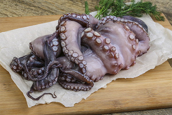 Interessante fakta om blæksprutte