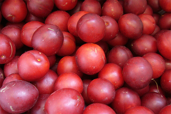 How to choose and store cherry plum