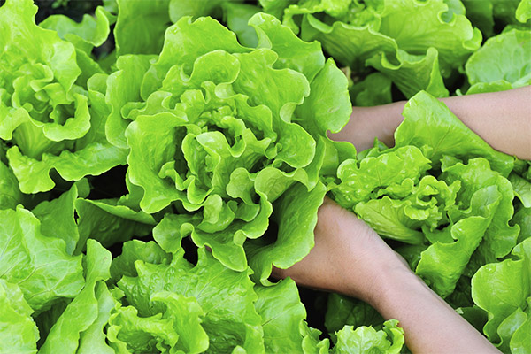 Kako odabrati i pohraniti list zelene salate