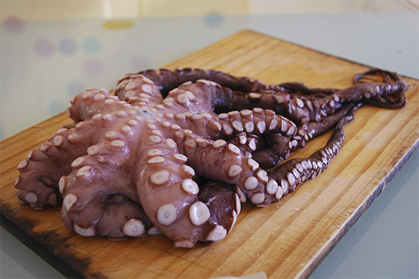 Sådan vælges og opbevares en blæksprutte
