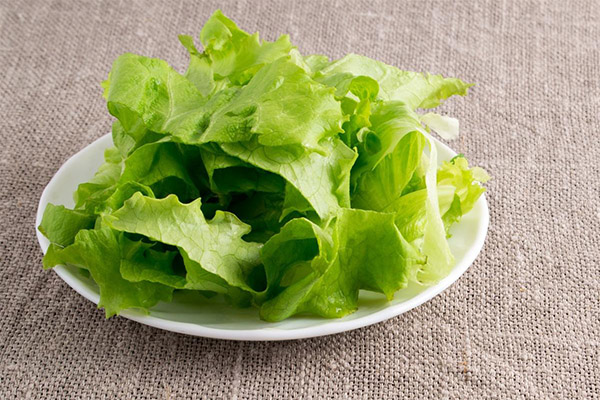 Léčivé vlastnosti ledového salátu