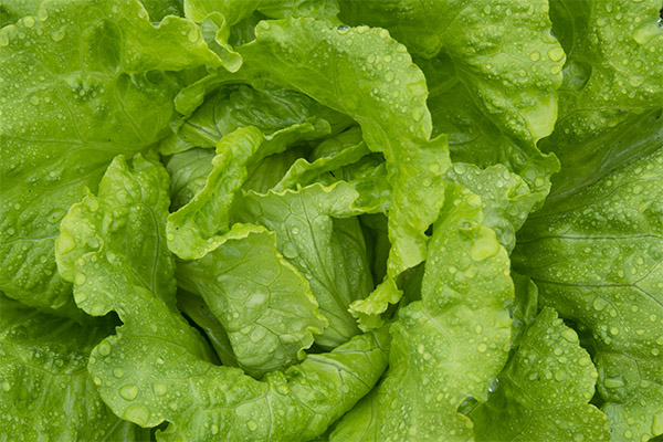 Zelena salata u kozmetologiji