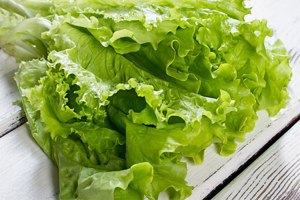 Lehetséges-e az állatoknak saláta salátát adni?