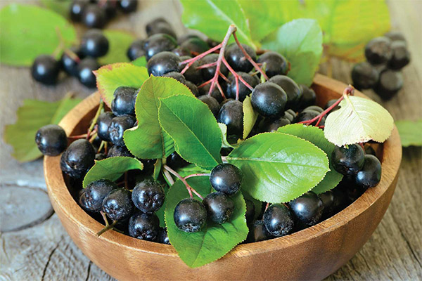 The benefits and harms of chokeberry