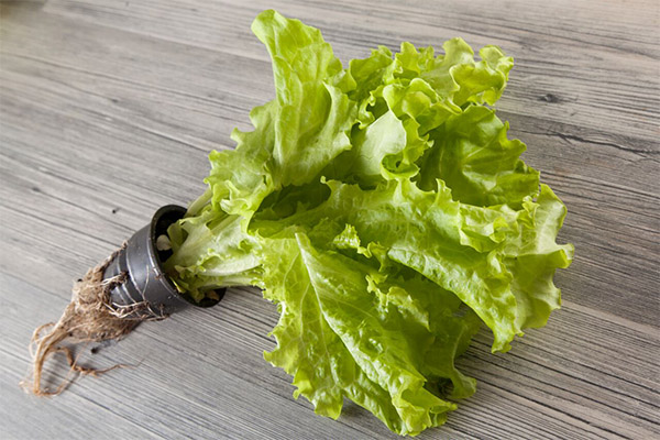 Výhody a škody listového salátu