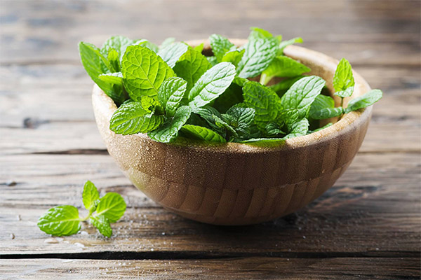 Benefits and harms of peppermint