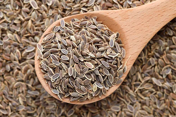 Výhody a poškození semen kopru