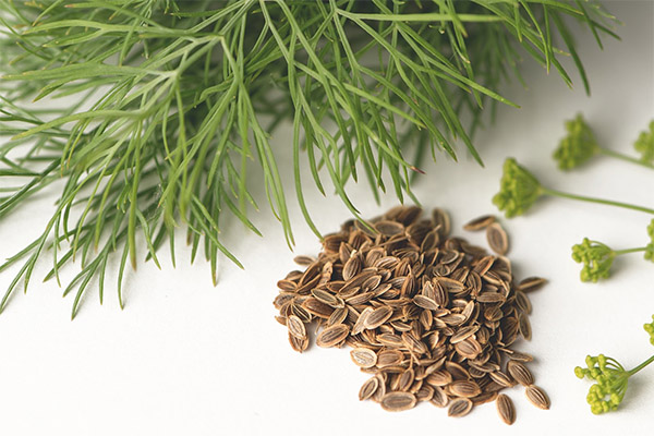 Recepty tradiční medicíny založené na koprových semenech