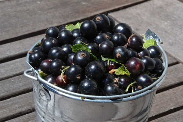 Collection and storage of black currant