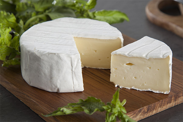 الجبن مع العفن في الطب