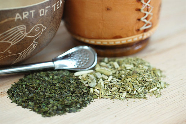 Schaden und Kontraindikationen für Mate-Tee