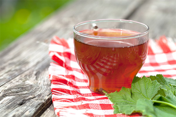 Hva er nyttig te fra ripseblader