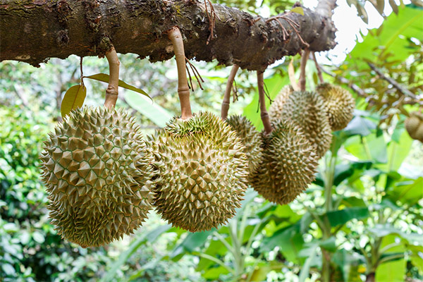 Durian dalam budaya
