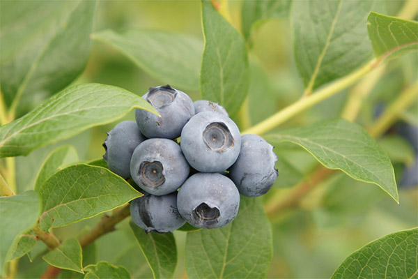 Blueberry in medicine