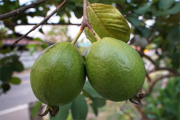 Zajímavá fakta o ovoce Guava