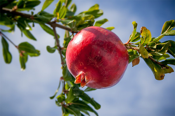 Zajímavá fakta o granátovém jablku