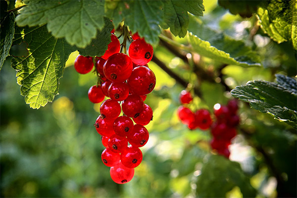 Intressanta fakta om röda vinbär