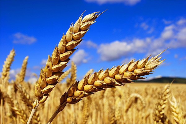 Fakta menarik mengenai gandum