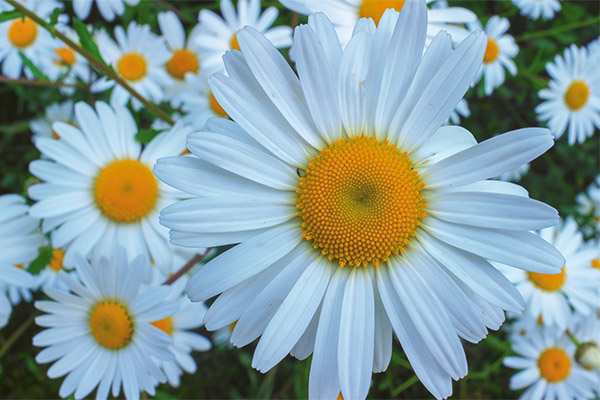 Interesting facts about daisies