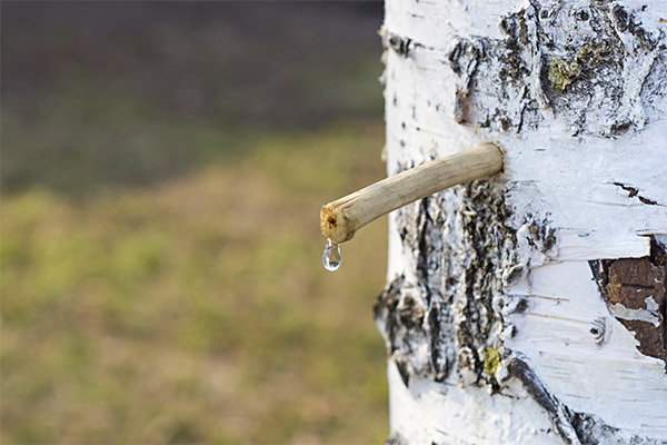 Kako i kada se sakuplja brezov sok?