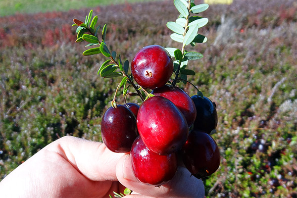 How to collect and how to store cranberries