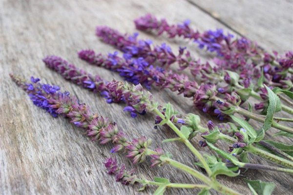 When to collect and how to store sage