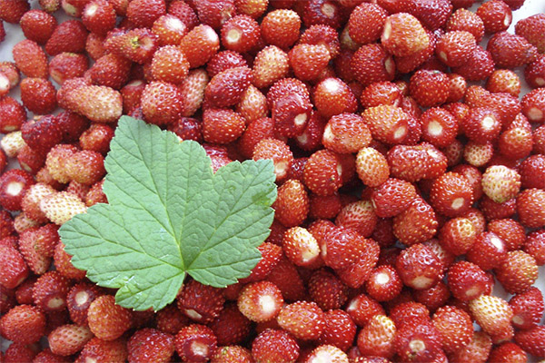 Quand récolter et comment conserver les fraises