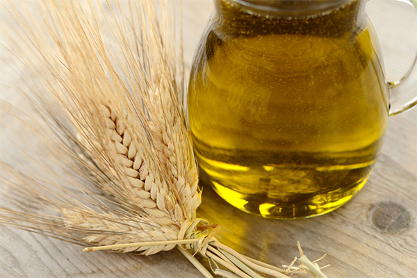 Pšeničný olej z pšenice
